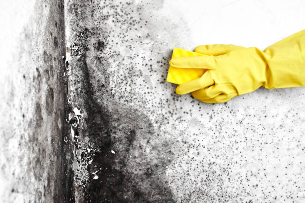 Best Toxic Mold Removal  in Madison Heights, MI