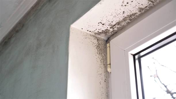 Best Commercial Mold Removal  in Madison Heights, MI