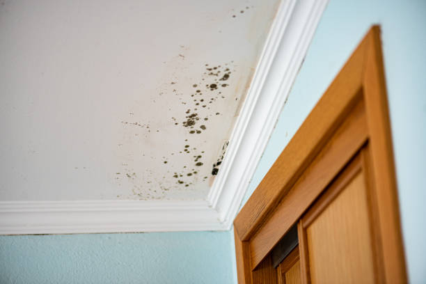 Certified Mold Removal in Madison Heights, MI
