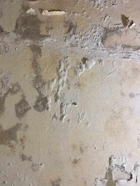 Madison Heights, MI Mold Removal Company