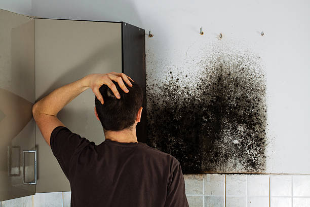 Best Residential Mold Removal  in Madison Heights, MI