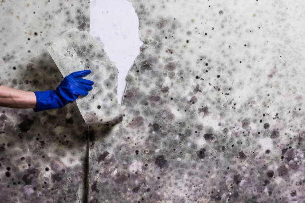 Best Office Mold Removal Services  in Madison Heights, MI
